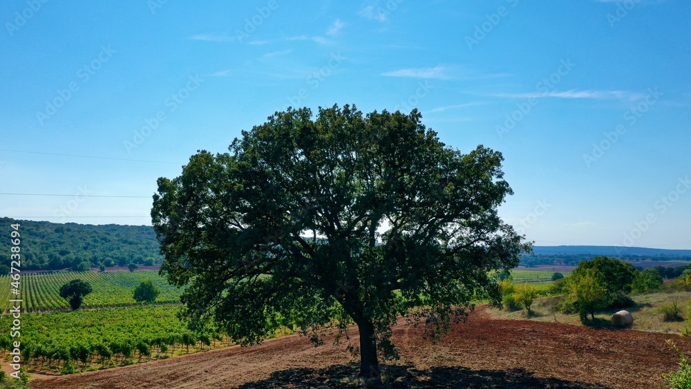 Fototapeta premium default