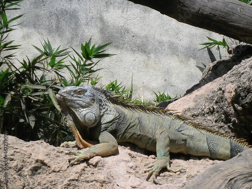 Uma Iguana em seu habitat natural, esta espécie apresenta coloração que varia entre verde e marrom e pode chegar a medir 80 centímetros de comprimento. photo