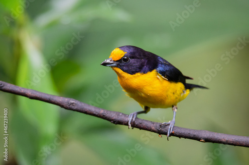 gaturamo-verdadeiro (Euphonia violacea)
