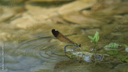 Beautiful Dragonfly Lays Eggs in Water
