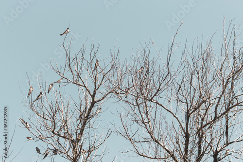 Swallow flock on tree against sky background. Wildlife concept. Swallows on bare tree branches. Wild birds concept. Resting birds. Freedom in wild nature. Birds winter migration.