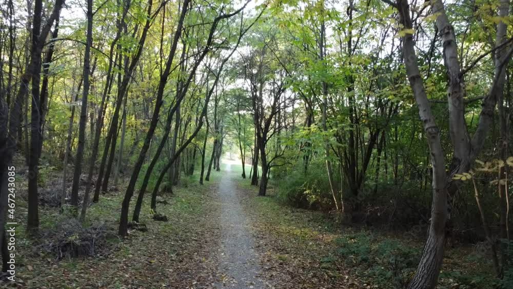 footpath in the forest