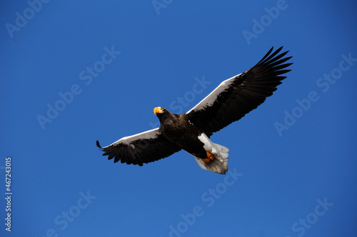 Red Book Steller's Sea Eagle. A large bird of prey flies against the blue sky spreading its wings.