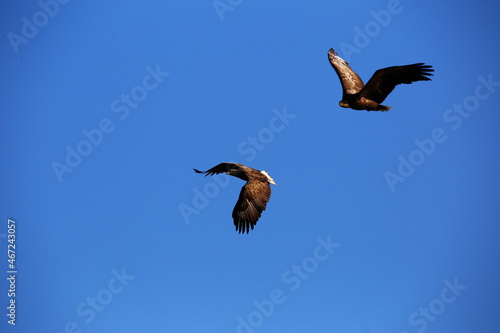 Red Book Steller's Sea Eagle. A large bird of prey flies against the blue sky spreading its wings.