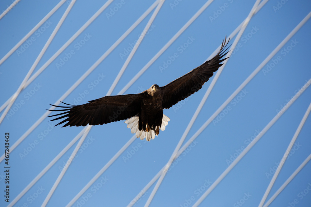 Obraz premium Red Book Steller's Sea Eagle. A large bird of prey flies against the background of the cables of the Golden Bridge in Vladivostok.