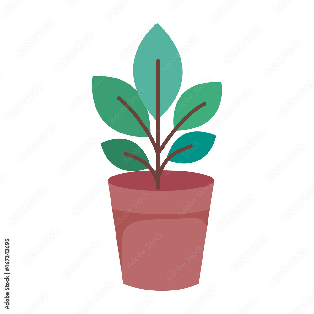 Fototapeta premium pot plant nature