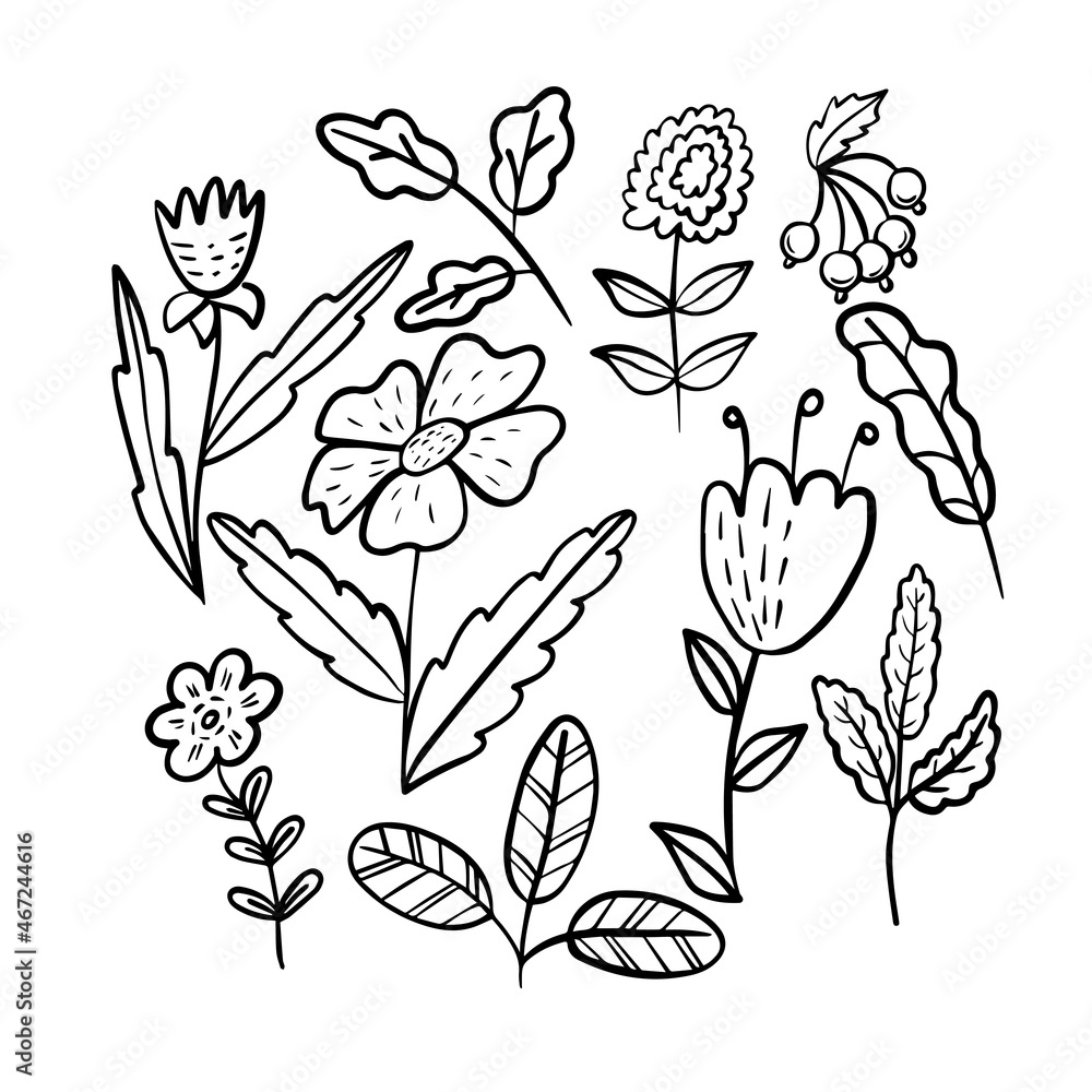 Flower elements collection in doodle style.. Hand drawn decorative leaves and flowers. Tree branches with leaf and flowers.