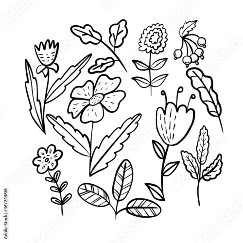 Flower elements collection in doodle style.. Hand drawn decorative leaves and flowers. Tree branches with leaf and flowers.