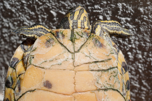 Shell rot is common turtle disease photo