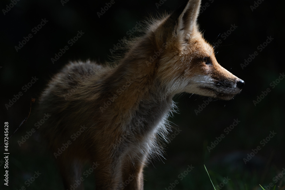 Red Fox in the Morning Light Red Fox in the Morning Light