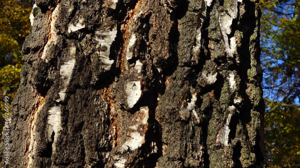 The bark of a birch trunk on the background of the autumn forest. The bark of a birch trunk on the background of the autumn forest.