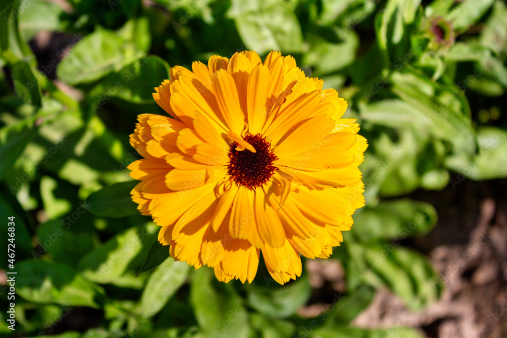 Calendula Calendula