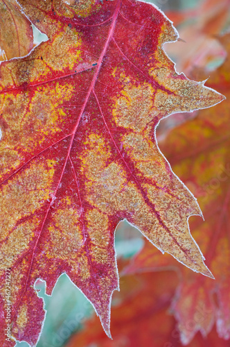 Jesienne liście dębu ścięte mrozem. Szron, przymrozek, wzór, kolory jesieni.