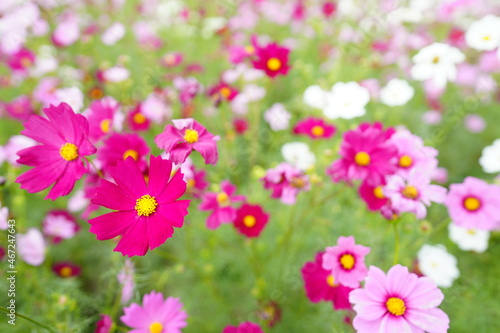 pink cosmos flowers © cat