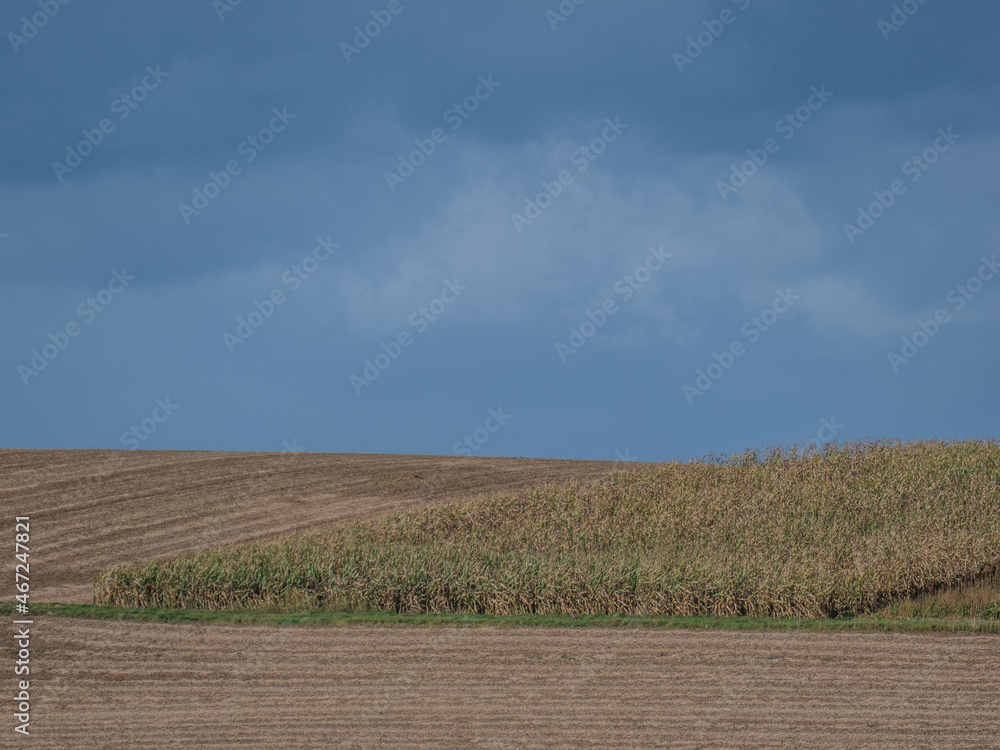 Maisfeld kurz vor der Ernte im Herbst