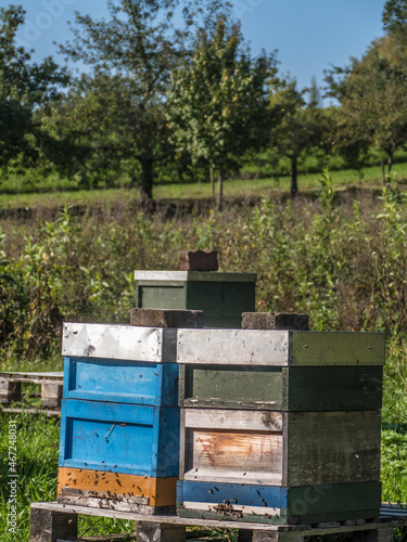 Honigbienen im Anflug auf den Bienenkasten