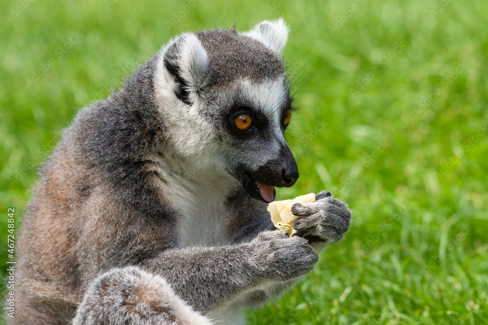 Ring Tailed Lemur Feeding on Grass Ring Tailed Lemur Feeding on Grass