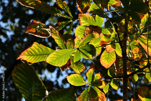Leaves on a tree turning from green to yellow