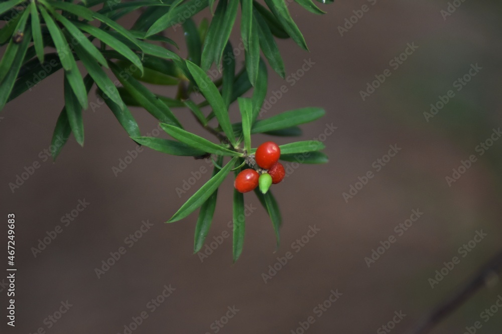 
Some red berries and a green branch in the forest