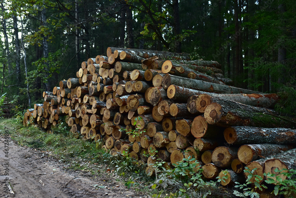 Piled pine tree logs  in forest. Stacks of cut wood. Wood logs, timber logging, industrial destruction. Forests illegal Disappearing. Environmetal concept, illegal deforestation and ecology