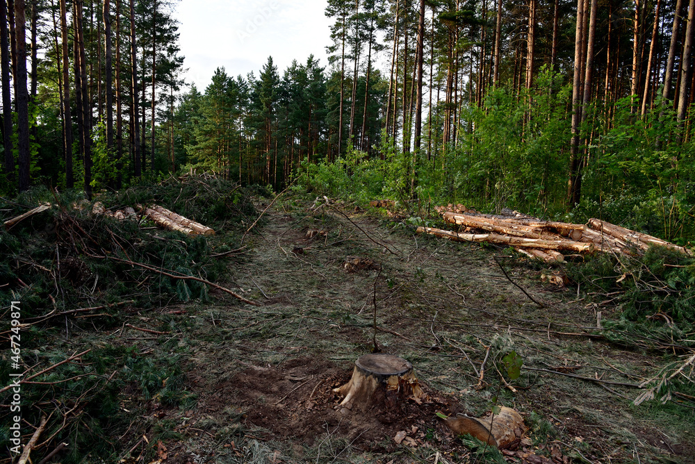 Felled pine trees in forest. Deforestation and Illegal Logging and