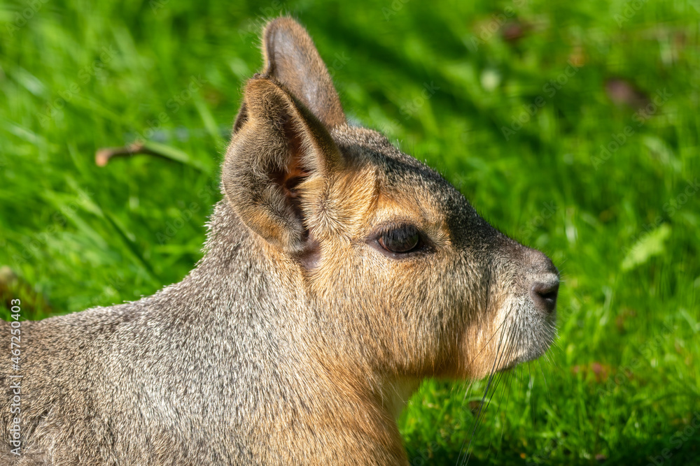 Patagonian Mara Resting on Grass