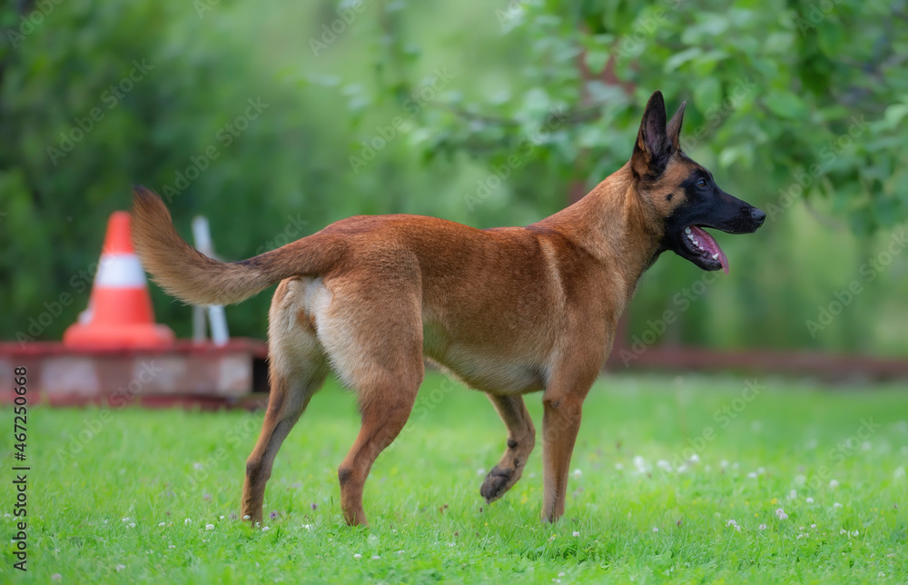 Red Belgian Malinois Shepherd Dog training in a green meadow with a red and white cone Red Belgian Malinois Shepherd Dog training in a green meadow with a red and white cone