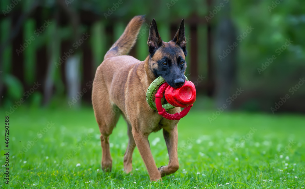Greedy Belgian Shepherd Malinois carries three different toys in its mouth