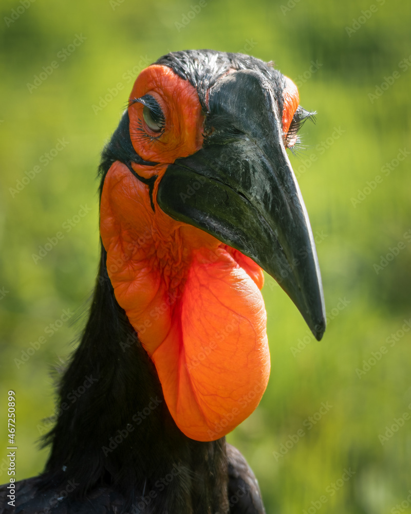 Close up Portrait Southern Ground Hornbill Close up Portrait Southern Ground Hornbill