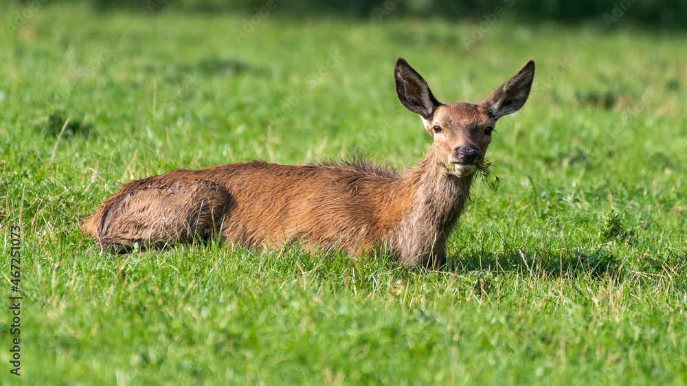 Young Red Deer Resting on Grass Young Red Deer Resting on Grass