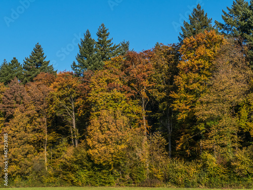Herbstlich gef  rbtes Laub im Mischwald