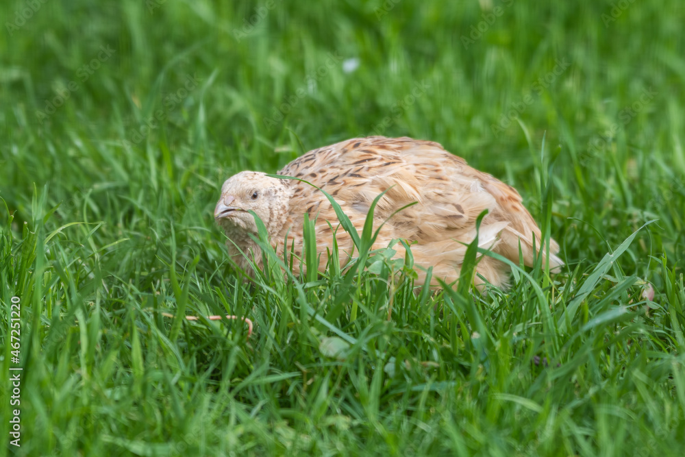 Fototapeta premium Japanese Quail Foraging in Grass