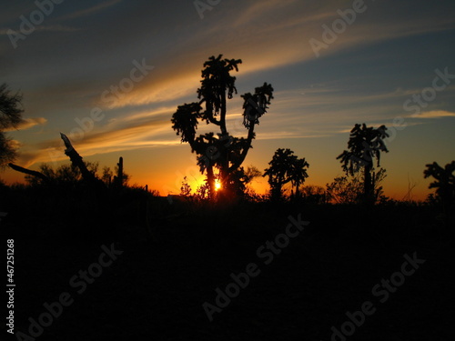 silhouette of a tree