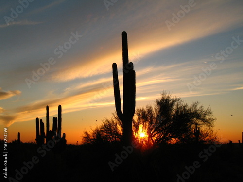 cactus at sunset © James Reininger