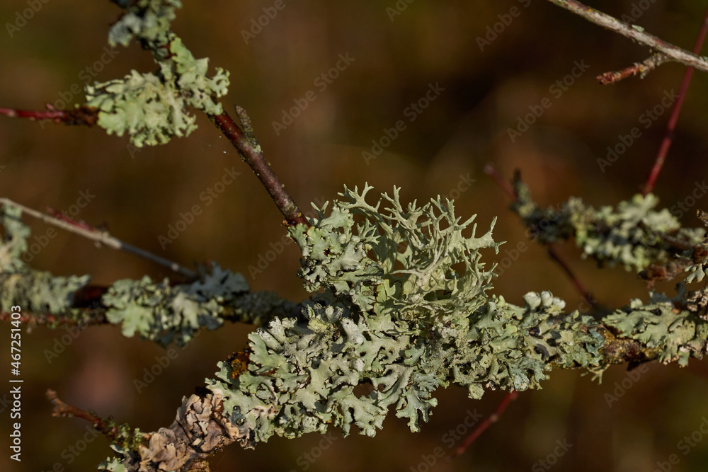 Parmelia sulcata (lat. Parmelia sulcata) type of lichen genus
