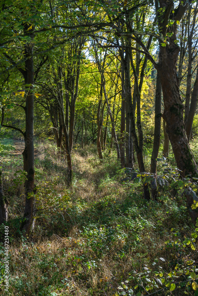 Landschaft im Herbst