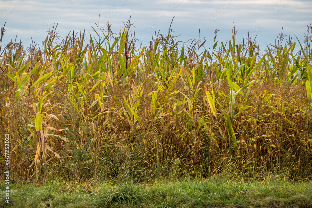 Maisfeld kurz vor der Ernte im Herbst