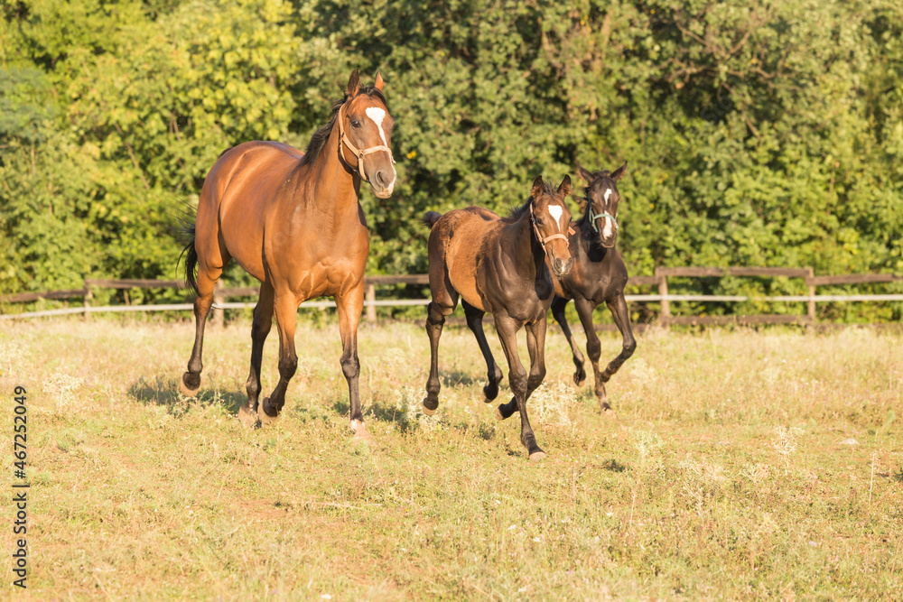 A beautiful brown mare, and her cute foal in the meadow A beautiful brown mare, and her cute foal in the meadow