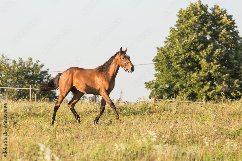Obraz premium Wild horse in nature