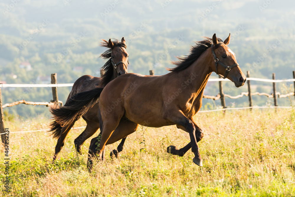 Obraz premium Horses run gallop in meadow