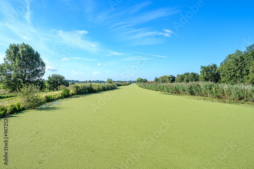 Bright blue sky above a Dutch polder canal covered with green duckweed, close to Rotterdam.
