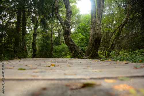 A  wooden path in the black Moor with trees photo