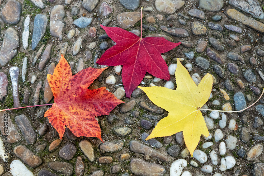 variety of leaves of different autumn shades on the ground