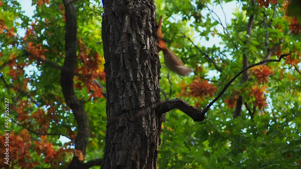 Two red squirrels play and jump on the trunk of a tree. Slow motion. The animal world. Two red squirrels play and jump on the trunk of a tree. Slow motion. The animal world.