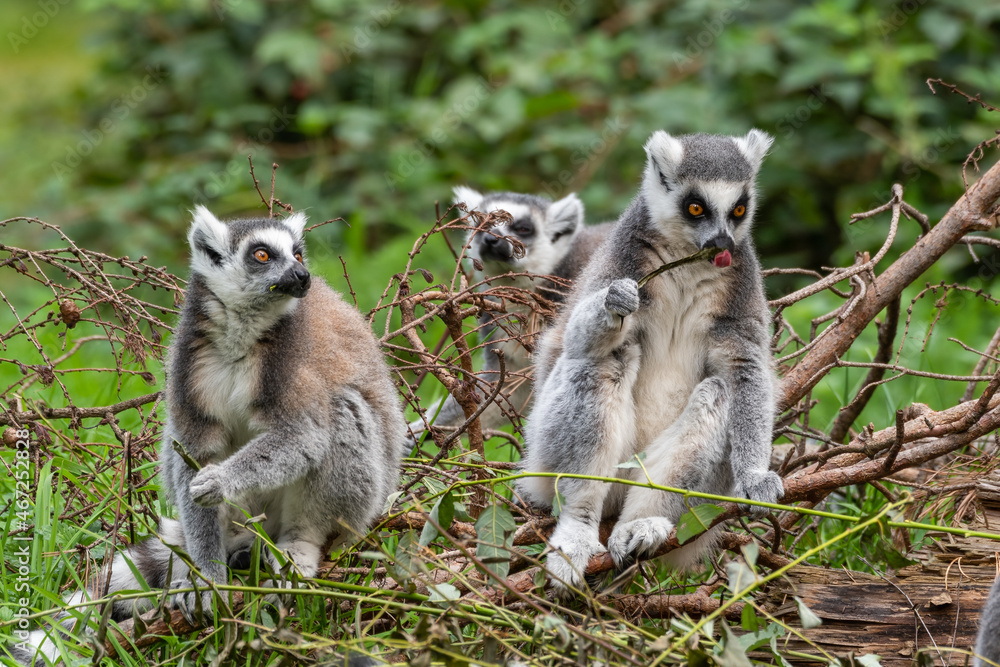 Three Ring-Tailed Lemurs Sitting Together