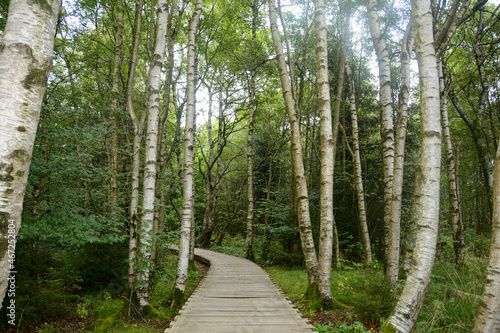 Birch trees in the Black moor with a new wooden path photo