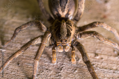 Araña lobo, Lycosa erythrognatha photo