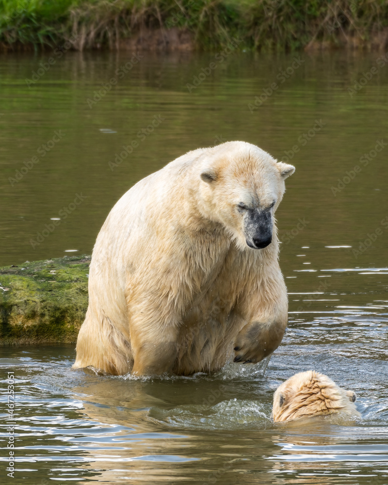 Naklejka premium Two Young Polar Bear's Playing in Water