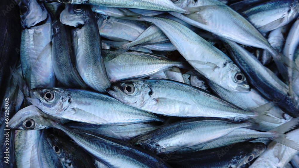 Obraz premium close up freshly caught raw fish