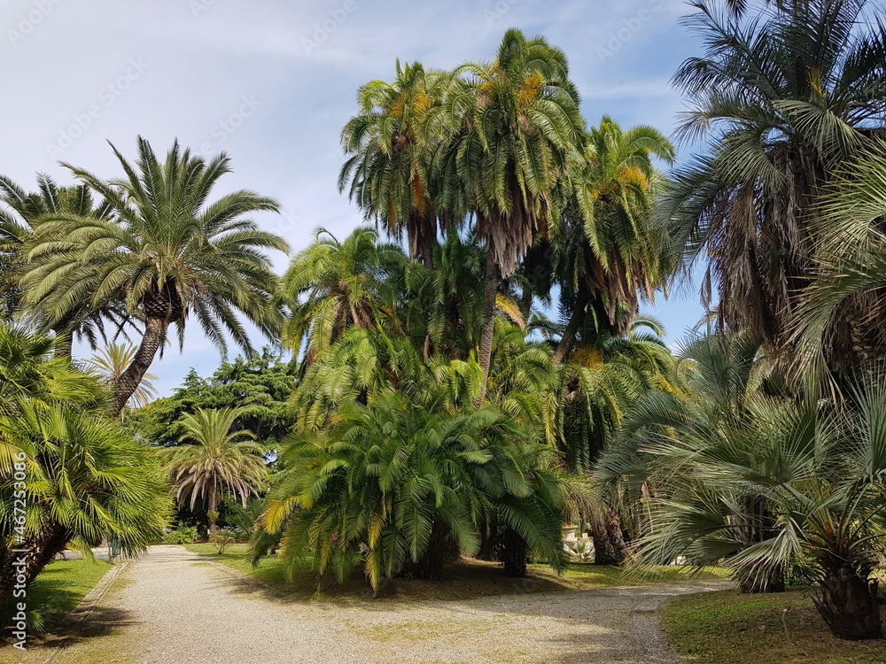 Fototapeta premium palm trees on the beach